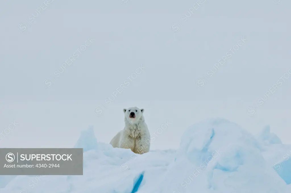 USA, Alaska, Chukchi Sea, offshore from Barrow, Polar bear (Ursus maritimus), large curious bear traveling through rough jumbled pack ice over Chukchi Sea, spring