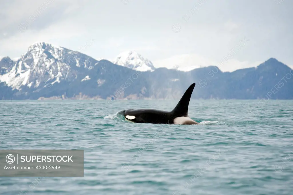 USA, Alaska, Kenai Fjords National Park, outside Seward, killer whale or orca (Orcinus orca), large bull swimming in Resurrection Bay, spring