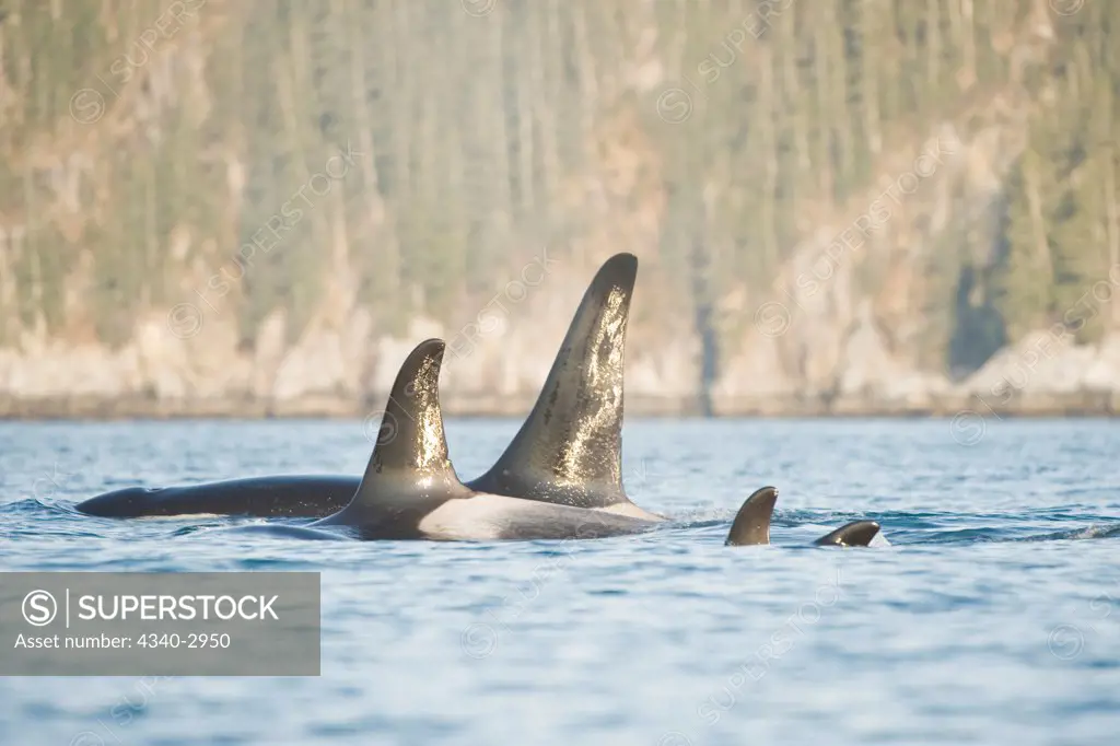 USA, Alaska, Kenai Fjords National Park, outside Seward, killer whale or orca (Orcinus orca), pod traveling in Resurrection Bay, spring