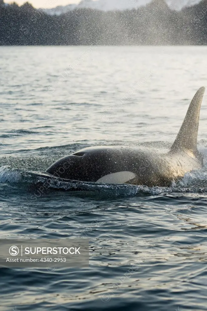 USA, Alaska, Kenai Fjords National Park, outside Seward, killer whale or orca (Orcinus orca), profile of bull swimming in Resurrection Bay, spring