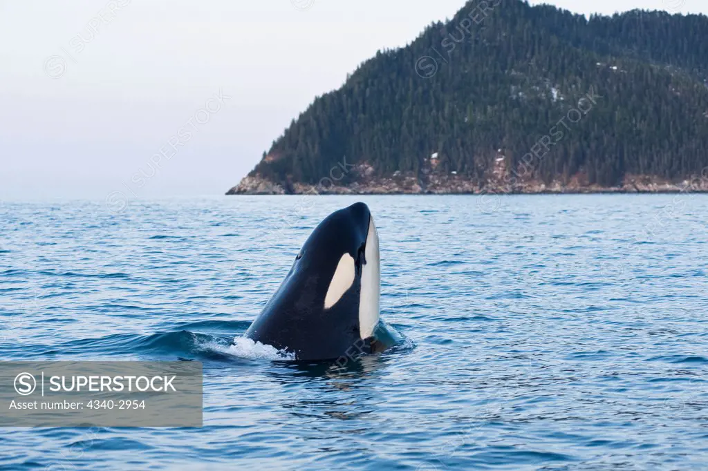 USA, Alaska, Kenai Fjords National Park, outside Seward, killer whale or orca (Orcinus orca), adult spyhopping in Resurrection Bay, spring
