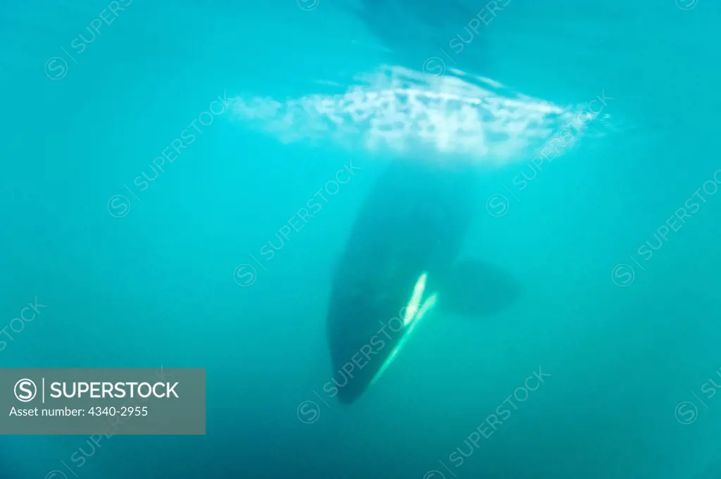 USA, Alaska, Kenai Fjords National Park, outside Seward, killer whale or orca (Orcinus orca), adult diving down underwater in Resurrection Bay, spring