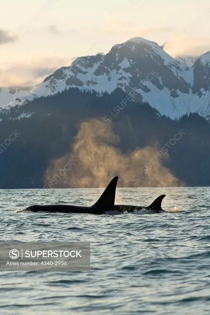 USA, Alaska, Kenai Fjords National Park, outside Seward, killer whale or orca (Orcinus orca), bull and cow swimming in Resurrection Bay at dusk, spring