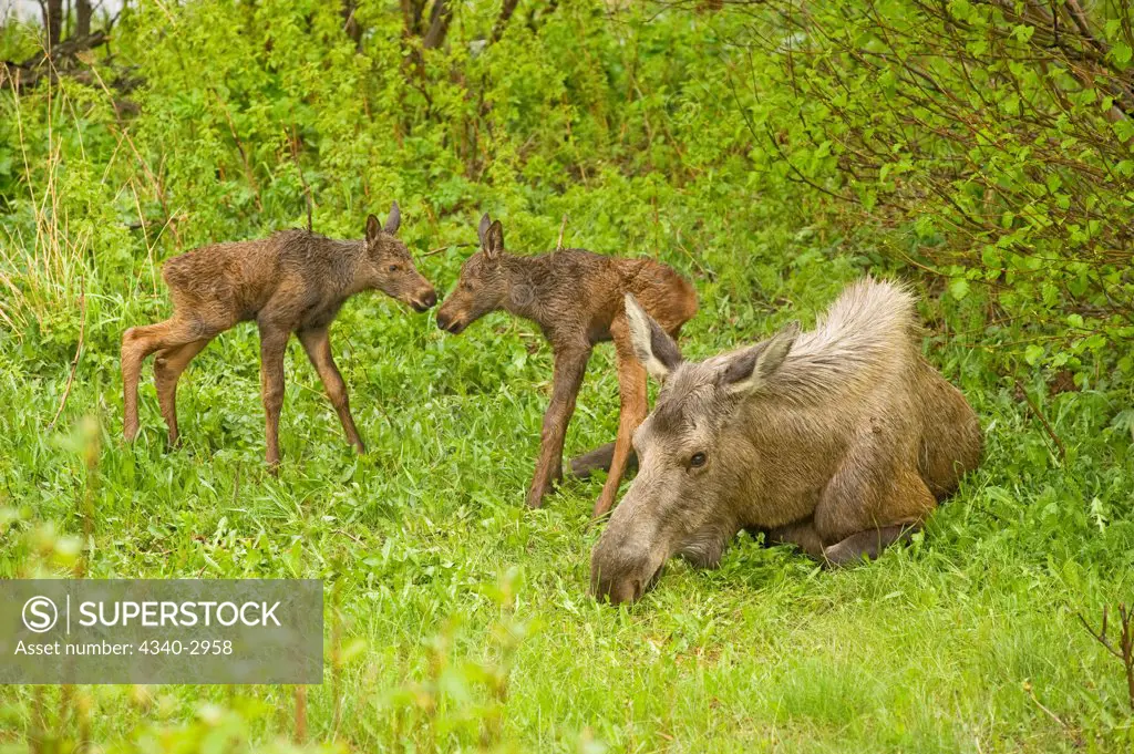USA, Alaska, Anchorage, Tony Knowles Coastal Trail, moose (Alces alces), cow with pair of newborn calves resting in spring vegetation