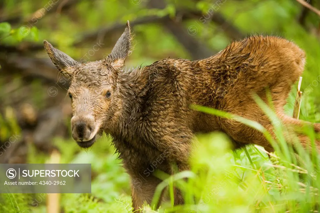 USA, Alaska, Anchorage, Tony Knowles Coastal Trail, moose (Alces alces), profile of newborn calf along spring