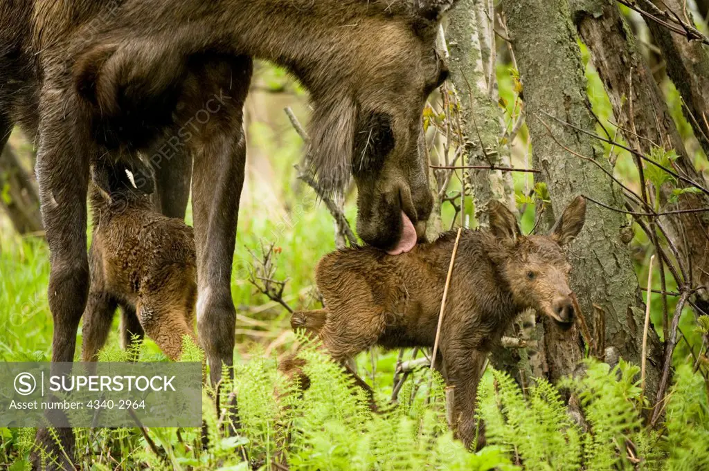 USA, Alaska, Anchorage, Tony Knowles Coastal Trail, Moose (Alces alces), cow cleaning one of her newborn calves as other nursing, along trail, spring