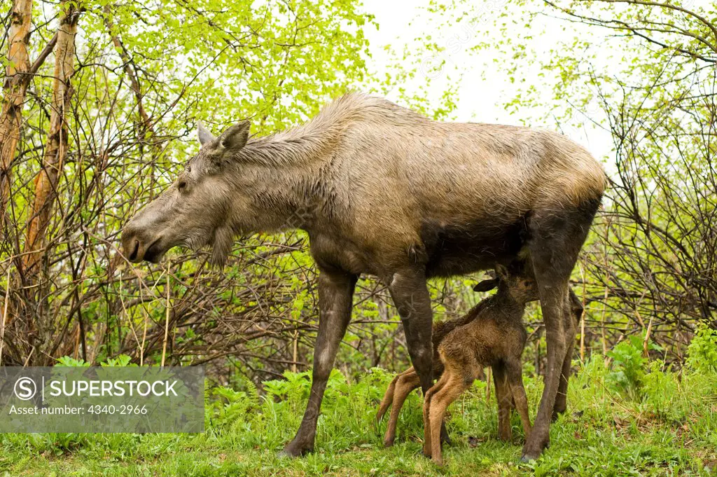 USA, Alaska, Anchorage, Tony Knowles Coastal Trail, Moose (Alces alces), cow nursing her newborn calves as she standing along trail, spring