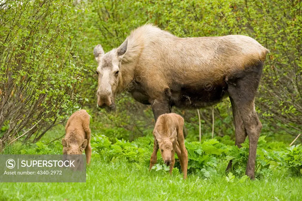 USA, Alaska, Anchorage, Tony Knowles Coastal Trail, Moose (Alces alces), cow with pair of newborn calves foraging in spring vegetation forage, along trail, spring