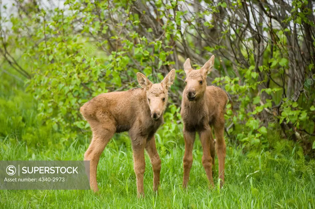 USA, Alaska, Anchorage, Tony Knowles Coastal Trail, Moose (Alces alces), newborn calves in spring vegetation along trail