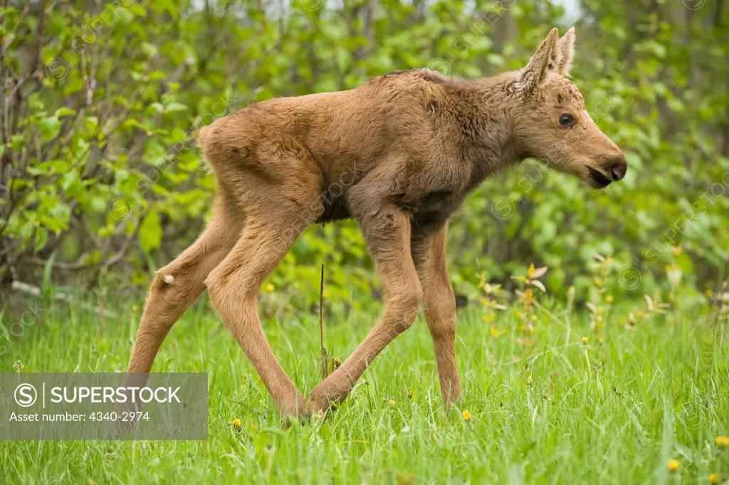 USA, Alaska, Anchorage, Tony Knowles Coastal Trail, Moose (Alces alces), newborn calves walking in spring vegetation along trail