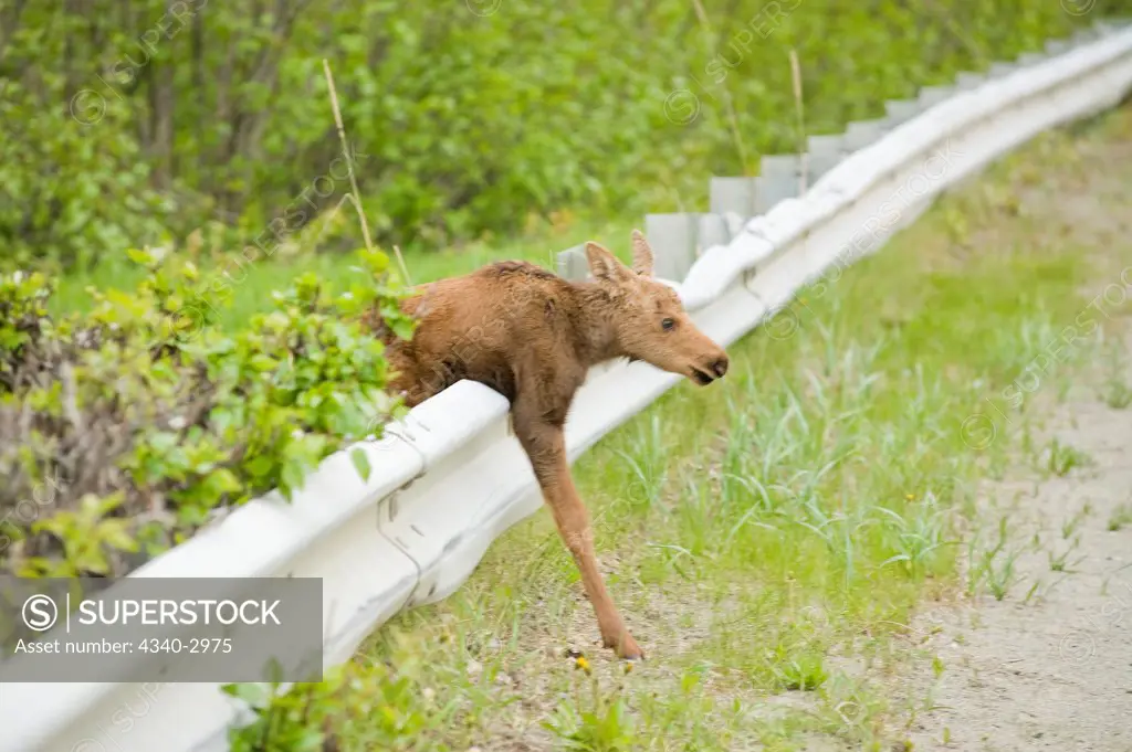 USA, Alaska, Anchorage, Tony Knowles Coastal Trail, Moose (Alces alces), newborn calves walking over guard rail onto road along trail
