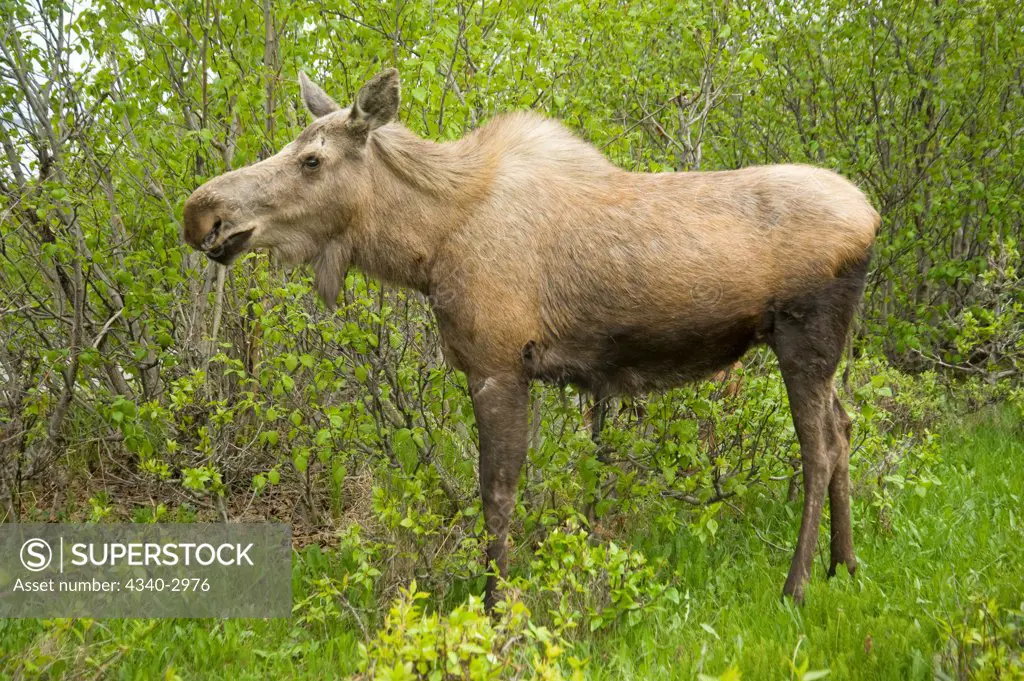 USA, Alaska, Anchorage, Tony Knowles Coastal Trail, Moose (Alces alces), cow foraging and feeding on willow leaves along trail, spring