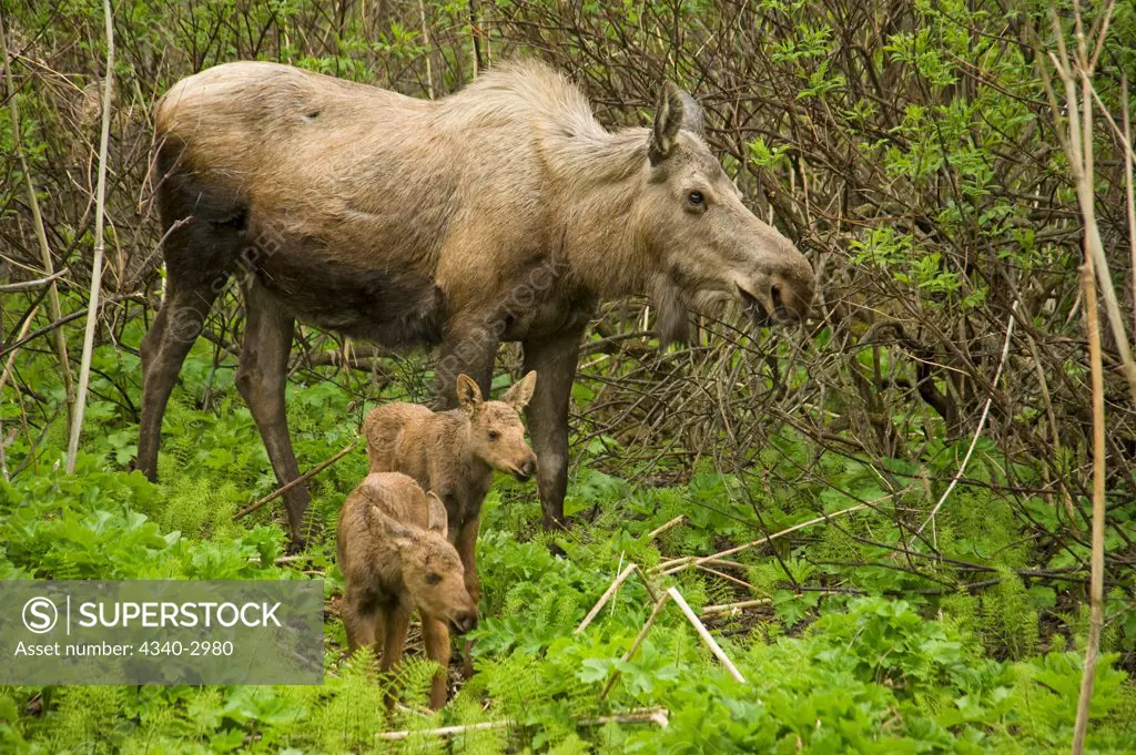 USA, Alaska, Anchorage, Tony Knowles Coastal Trail, Moose (Alces alces), cow with pair of newborn calves foraging on willow shoots, spring