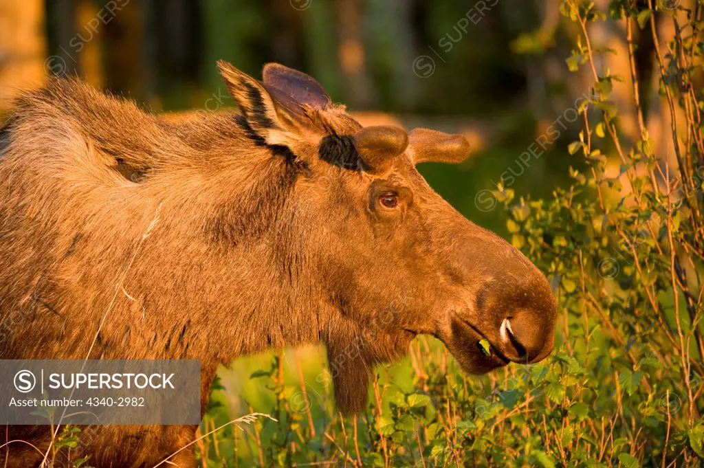 USA, Alaska, Anchorage, Tony Knowles Coastal Trail, Moose (Alces alces), profile of bull foraging on young willow leaves along trail, spring