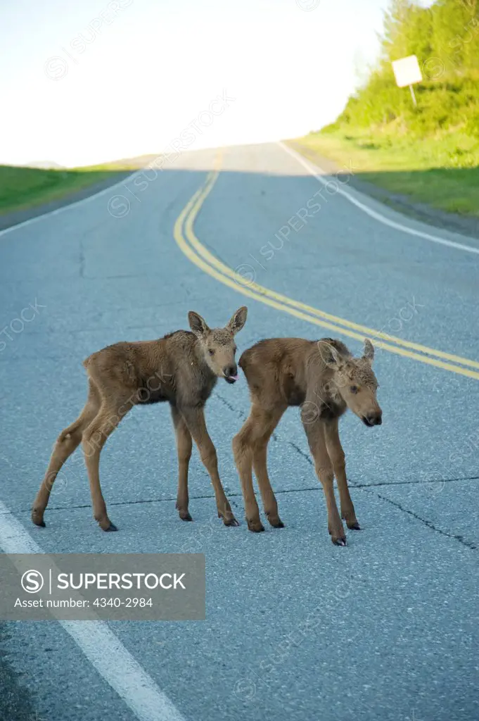 USA, Alaska, Anchorage, Tony Knowles Coastal Trail, Moose (Alces alces), pair of newborn calves on road along trail, spring