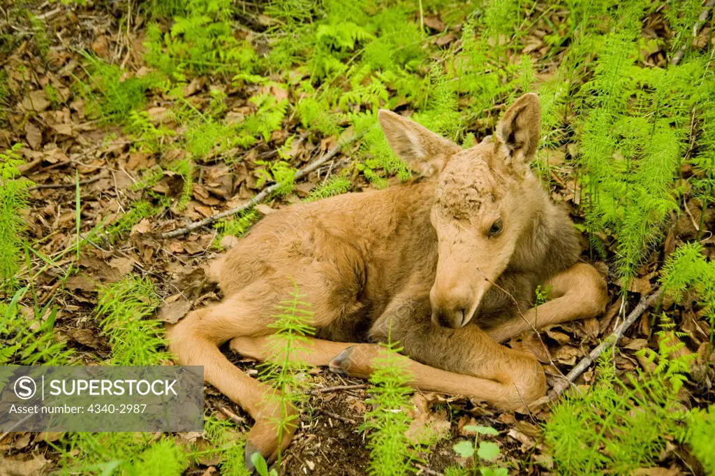 USA, Alaska, Anchorage, Tony Knowles Coastal Trail, Moose (Alces alces), newborn calf resting in spring vegetation along trail