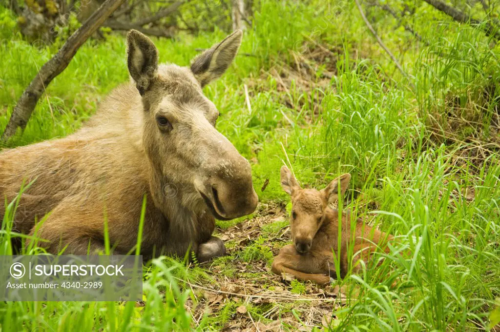 USA, Alaska, Anchorage, Tony Knowles Coastal Trail, Moose (Alces alces), cow with newborn calf resting in spring vegetation, trail, spring