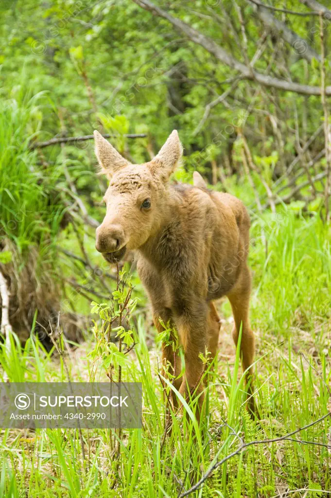 USA, Alaska, Anchorage, Tony Knowles Coastal Trail, Moose (Alces alces), newborn calf on trail, spring