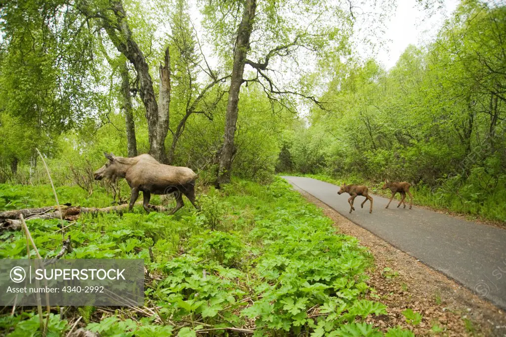 USA, Alaska, Anchorage, Tony Knowles Coastal Trail, Moose (Alces alces), cow with pair of newborn calves crossing trail, spring