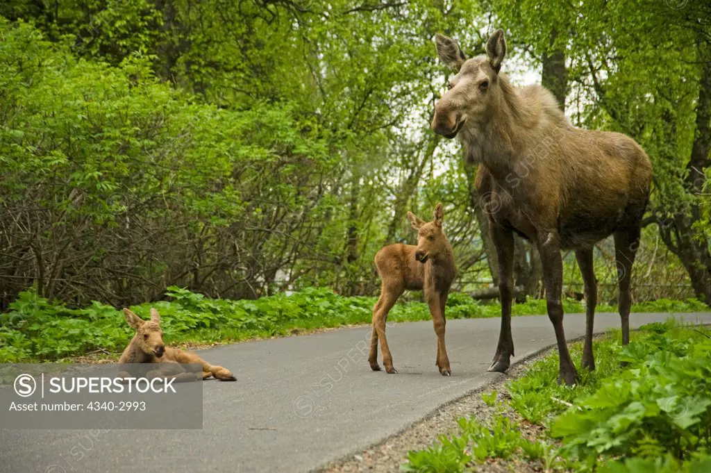 USA, Alaska, Anchorage, Tony Knowles Coastal Trail, Moose (Alces alces), cow with pair of newborn calves hanging out in middle of trail, spring