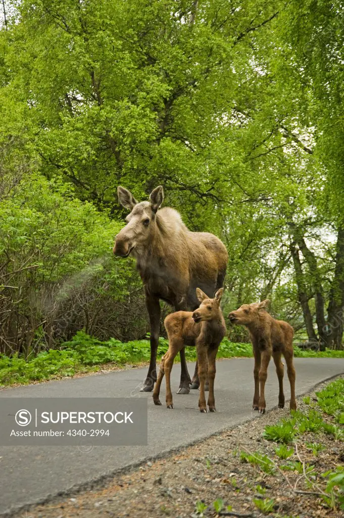 USA, Alaska, Anchorage, Tony Knowles Coastal Trail, Moose (Alces alces), cow with pair of newborn calves on trail, spring