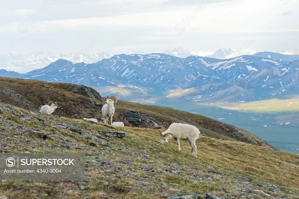 USA, Alaska, Denali National Park, Mount Margaret, Primrose Ridge, Dall sheep (Ovis dalli), group of rams foraging on spring tundra