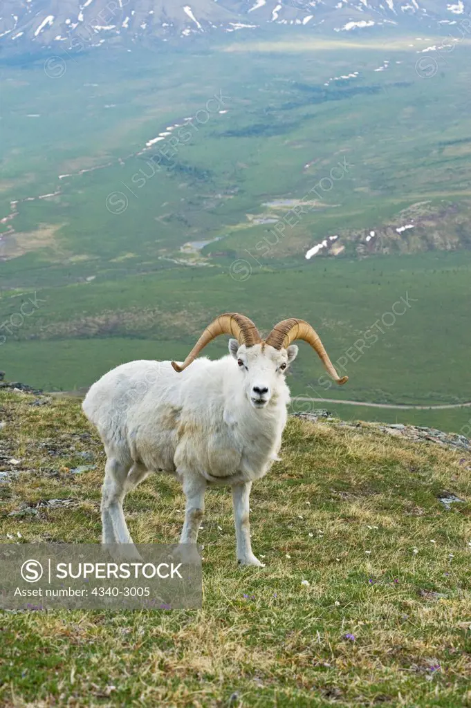 USA, Alaska, Denali National Park, Mount Margaret, Primrose Ridge, Dall sheep (Ovis dalli), ram foraging on spring vegetation atop Primrose Ridge