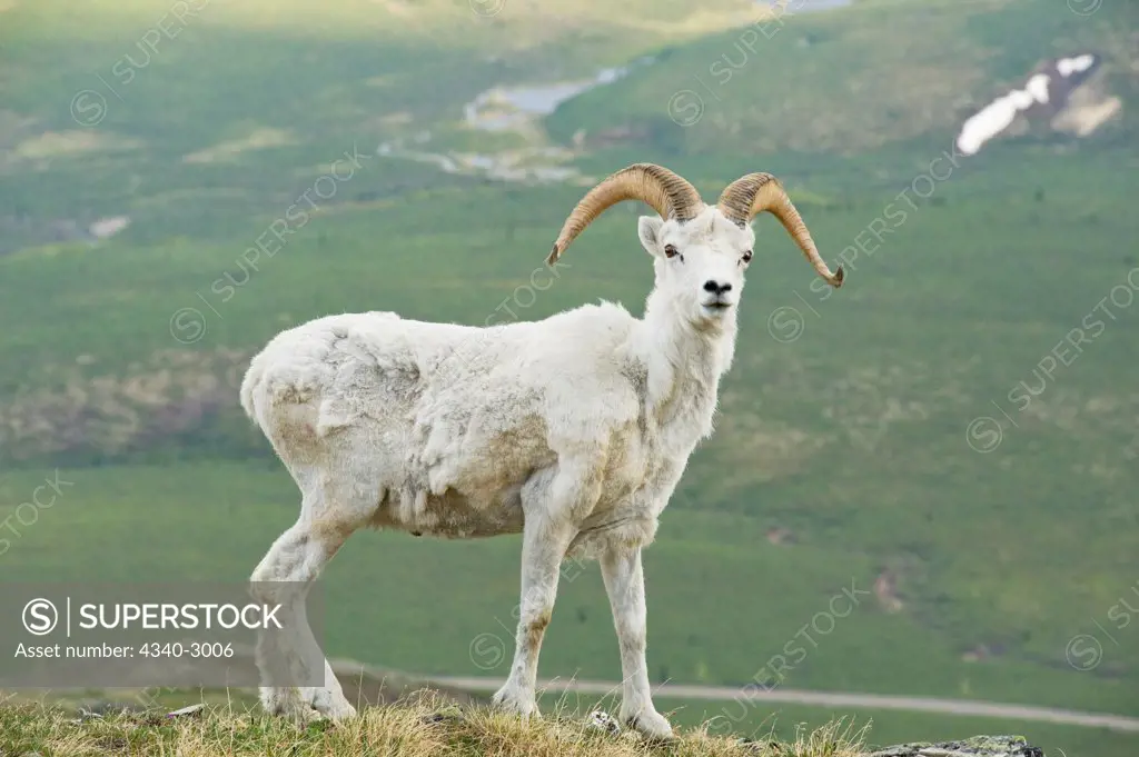 USA, Alaska, Denali National Park, Mount Margaret, Primrose Ridge, Dall sheep (Ovis dalli), ram foraging on spring vegetation atop Primrose Ridge