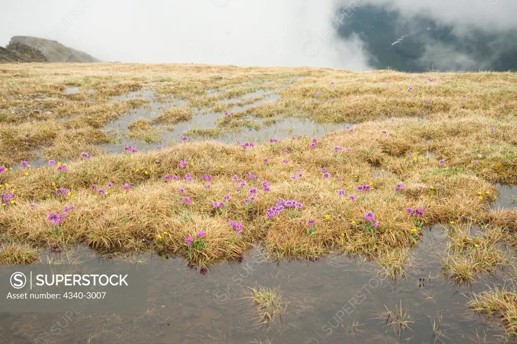 USA, Alaska, Denali National Park, Mount Margaret, Primrose Ridge, Chukchi primrose flowers (Primula Tschuktschorum), blooming on Mount Margaret, spring