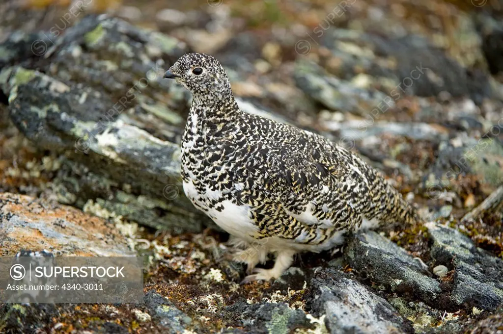 USA, Alaska, Denali National Park, Mount Margaret, Primrose Ridge, Rock ptarmigan (Lagopus mutus), adult female, spring
