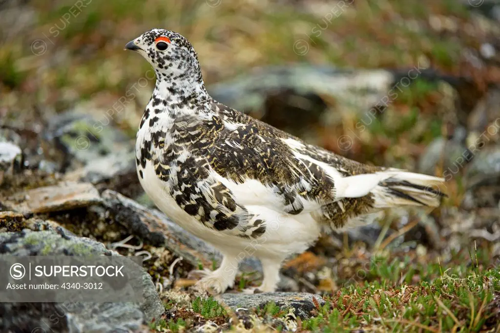 USA, Alaska, Denali National Park, Mount Margaret, Primrose Ridge, Rock ptarmigan (Lagopus mutus), adult male, spring