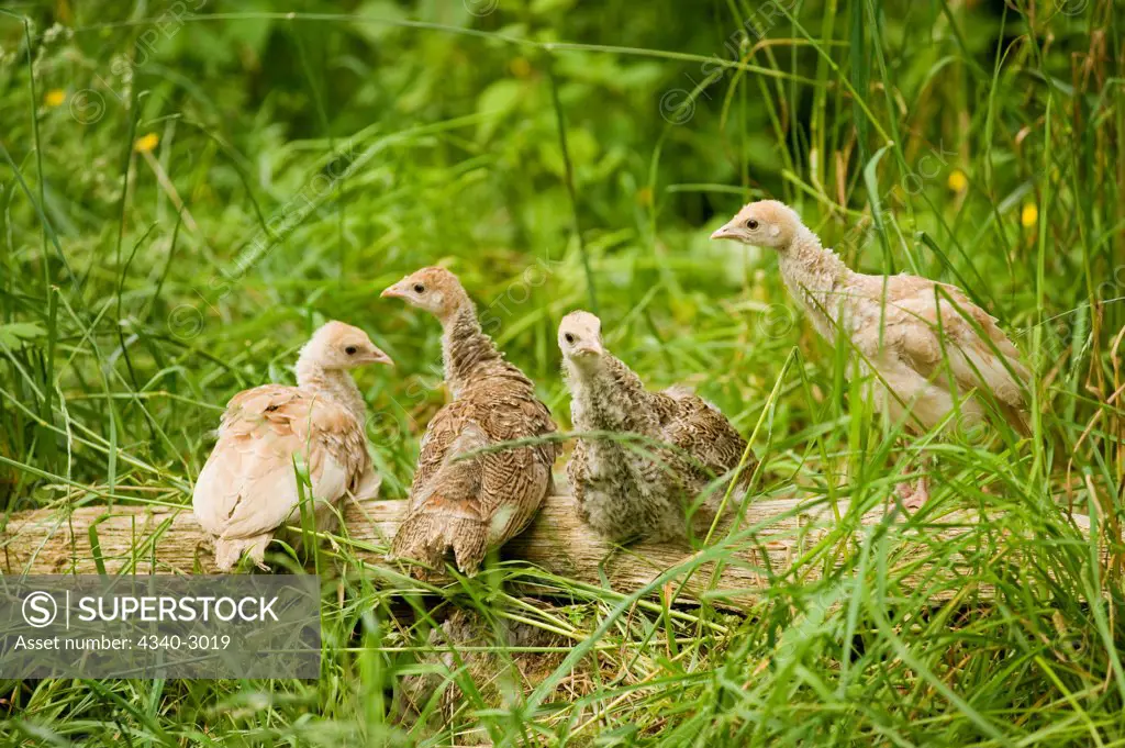 USA, Pacific Northwest, Washington, Poulsbo, Heritage turkey chicks perching on log in late spring, summer