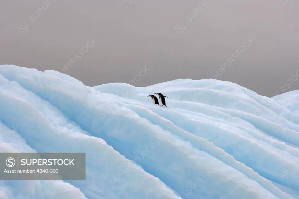 Chinstrap Penguins on Iceberg