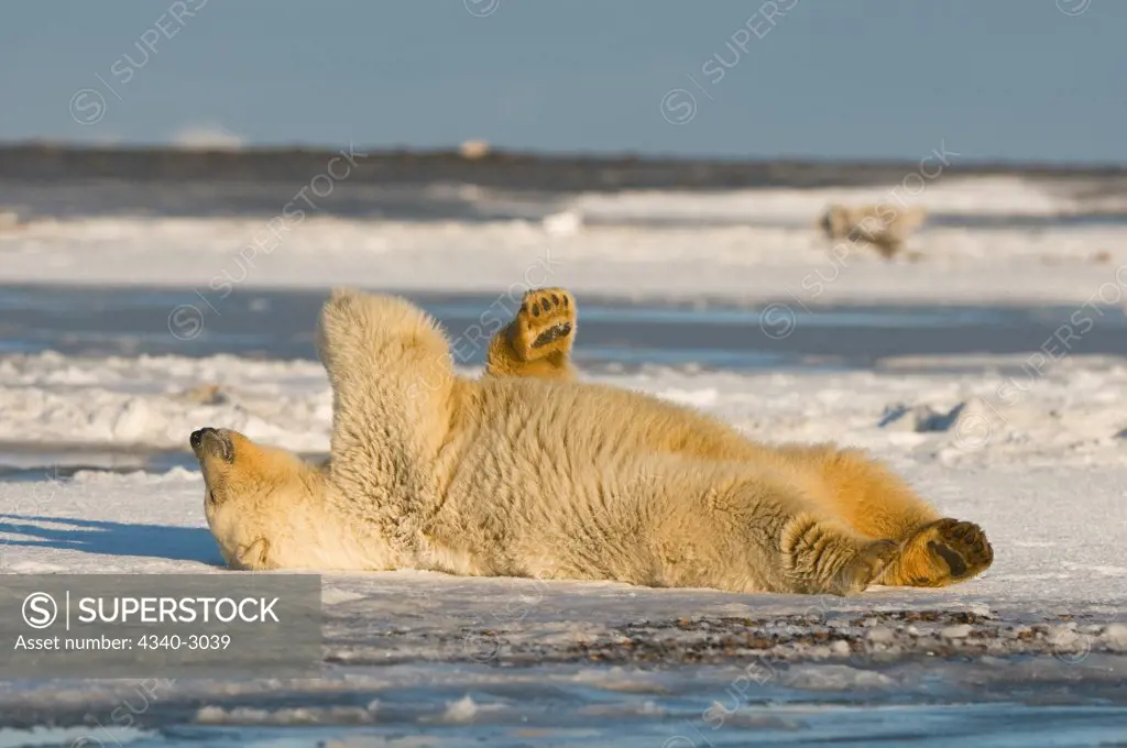 USA, Alaska, Brooks Range, Arctic National Wildlife Refuge, Polar bear (Ursus maritimus) cub rolling around off Bernard Spit
