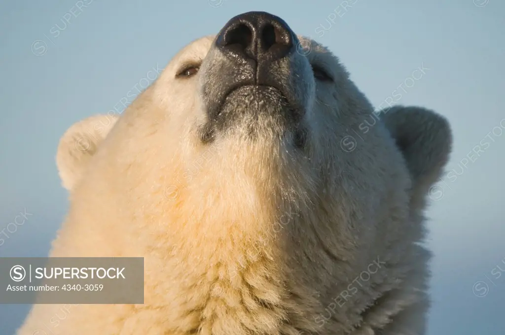 USA, Alaska, Brooks Range, Arctic National Wildlife Refuge, Close up of Polar bear (Ursus maritimus) sow's face