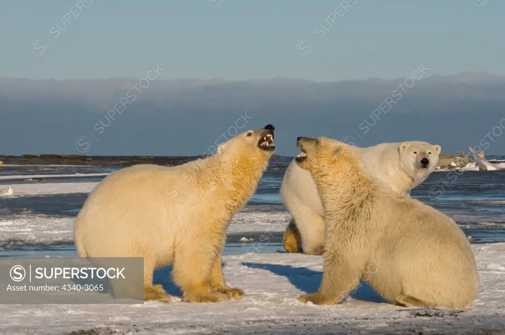 USA, Alaska, Brooks Range, Polar bear (Ursus maritimus) pair of subadults engaging in play along arctic coast during fall freeze up