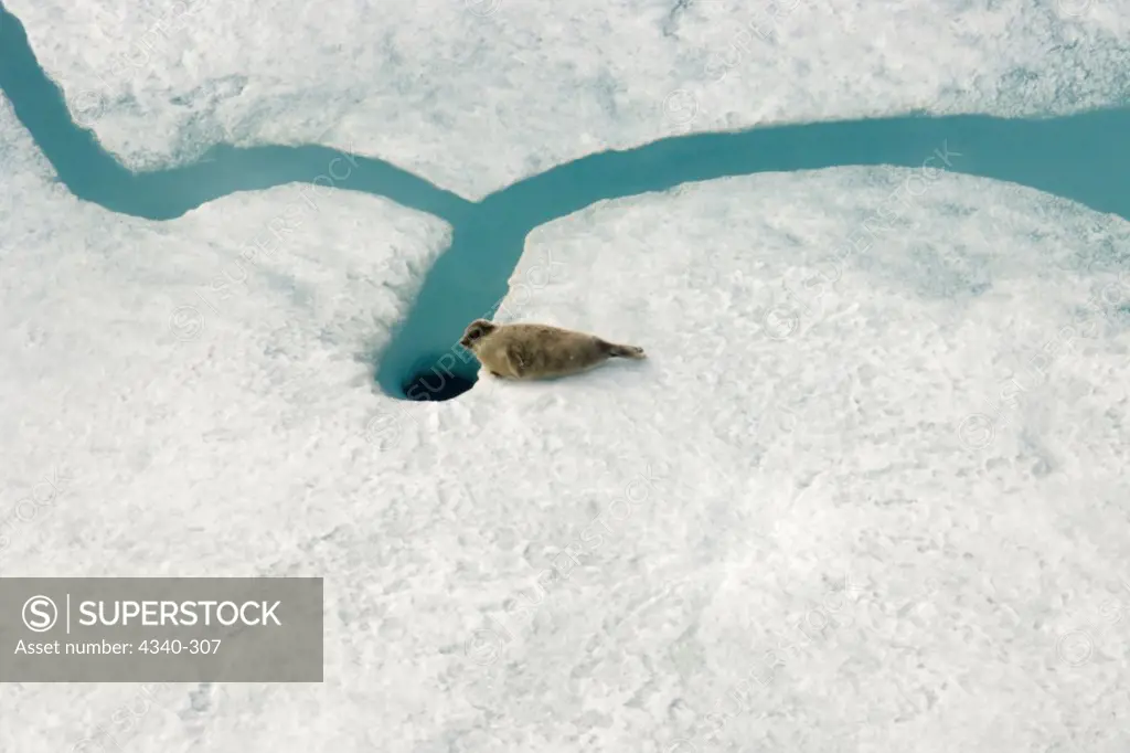 Ringed Seal on Pack Ice