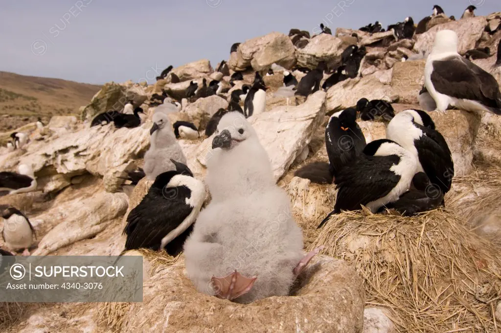 Falkland Islands, New Island, Black-browed albatross, chick on its nest