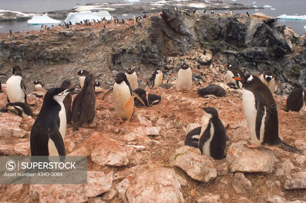 Antarctica, Antarctic Peninsula, Adelie penguins (Pygoscelis Adeliae), chinstrap penguins (Pygoscelis antarctica), and gentoo penguins (Pygoscelis Papua)