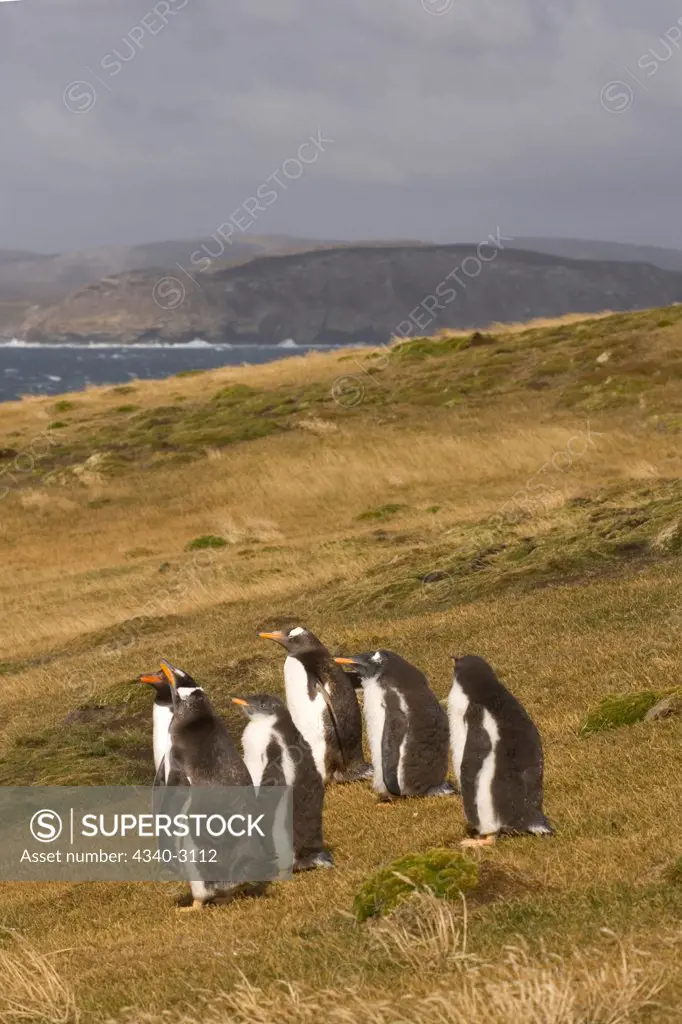 Falkland Islands, Beaver Island, Gentoo penguins (Pygoscelis papua), adults with chicks
