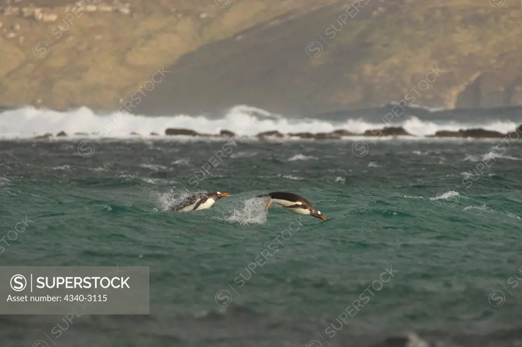Falkland Islands, Beaver Island, Gentoo penguins (Pygoscelis papua) swimming