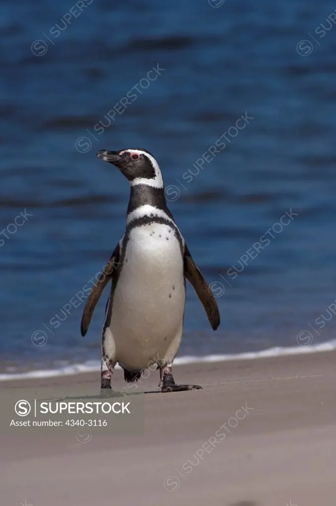 Falkland Islands, Magellanic penguin (Spheniscus magellanicus) on beach