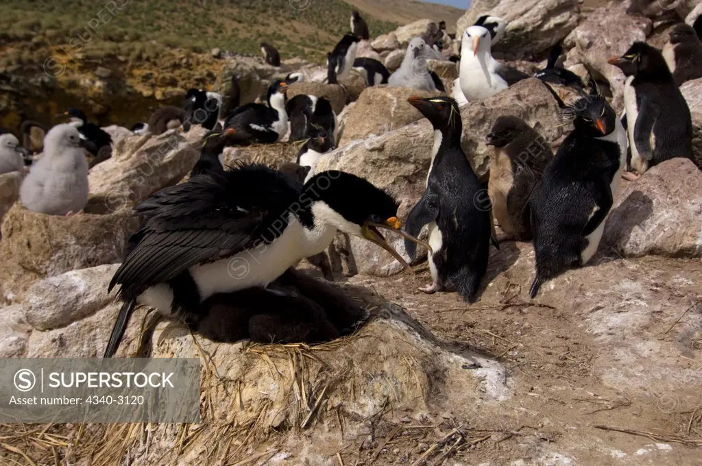 Falkland Islands, New Island, Macaroni penguins (Eudyptes chrysolophus), black-browed albatross (Diomedea melanophris), and cormorants (Phalacrocorax atriceps), or blue-eyed shag, sharing colony