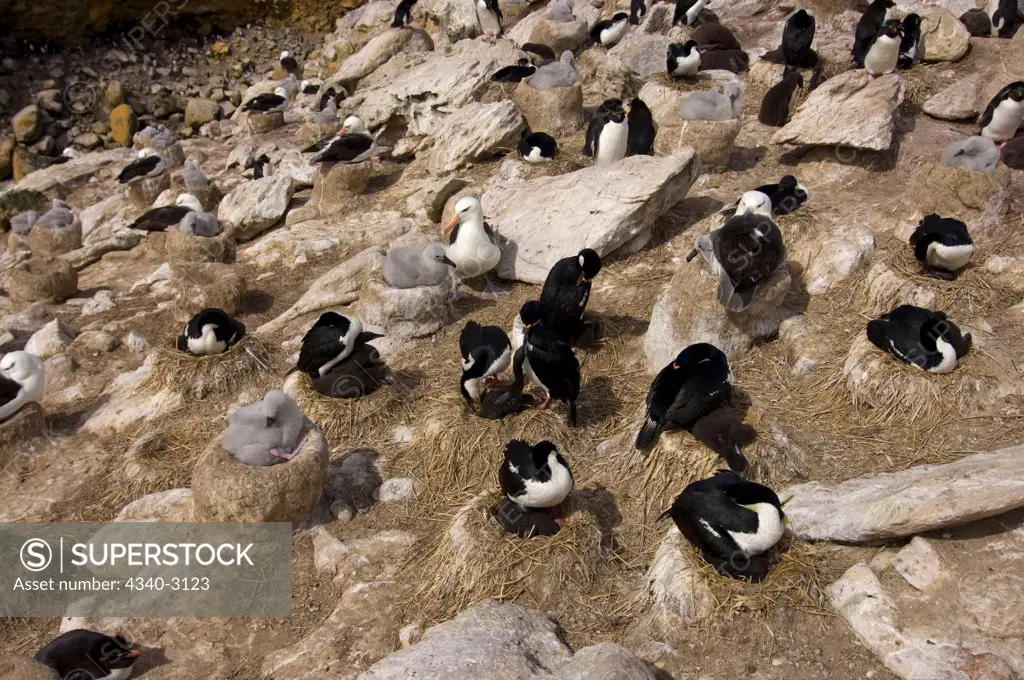 Falkland Islands, New Island, Macaroni penguins (Eudyptes chrysolophus), black-browed albatross (Diomedea melanophris), and cormorants, (Phalacrocorax atriceps), or blue-eyed shag, sharing colony