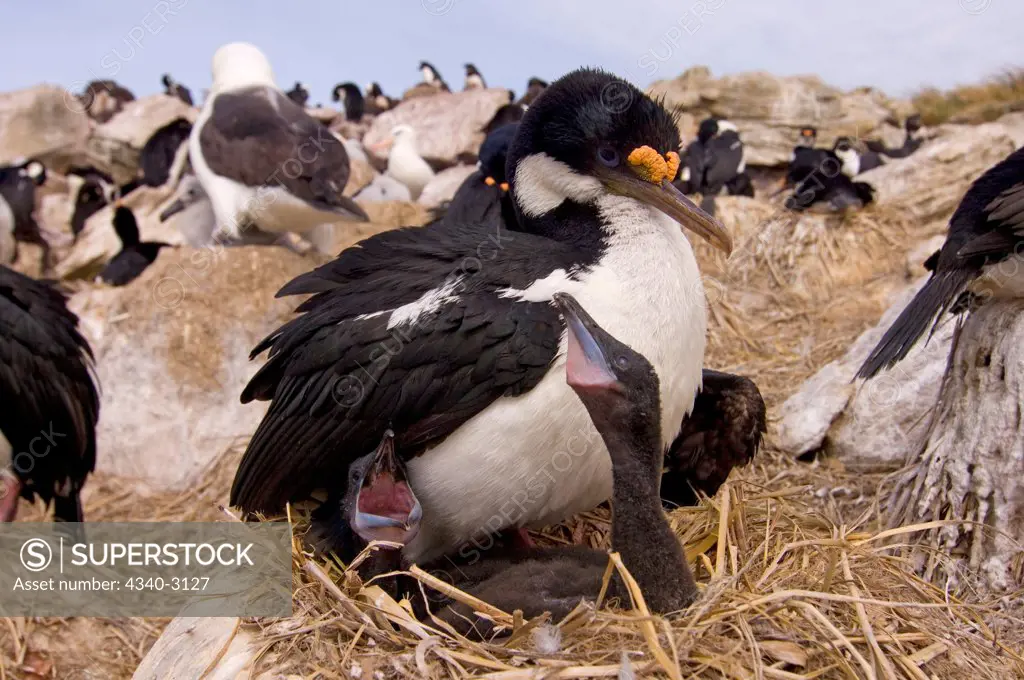 Falkland Islands, New Island, Cormorant (Phalacrocorax atriceps), or blue-eyed shag with hungry chicks