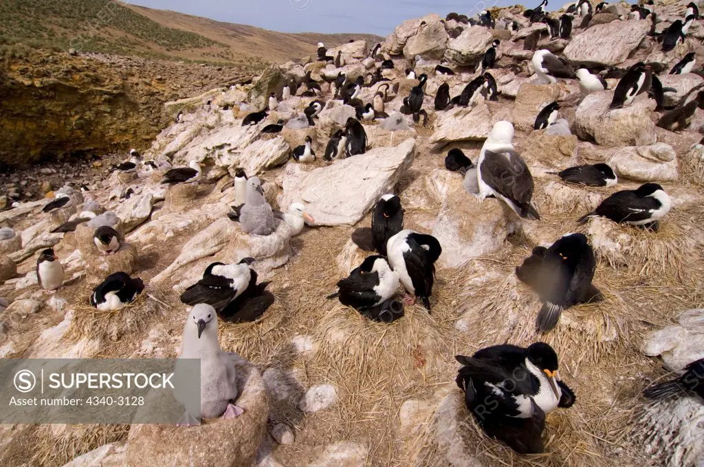 Falkland Islands, New Island, Macaroni penguins (Eudyptes chrysolophus), black-browed albatross (Diomedea melanophris), and cormorants (Phalacrocorax atriceps), or blue-eyed shag sharing colony