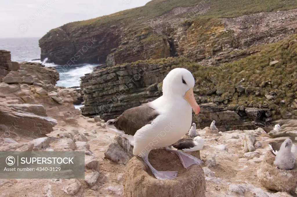 Falkland Islands, New Island, Black-browed albatross (Diomedea melanophris) adult on nest