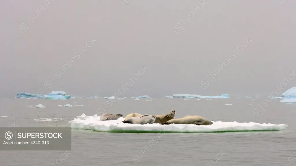 Crabeater Seals Resting on Ice