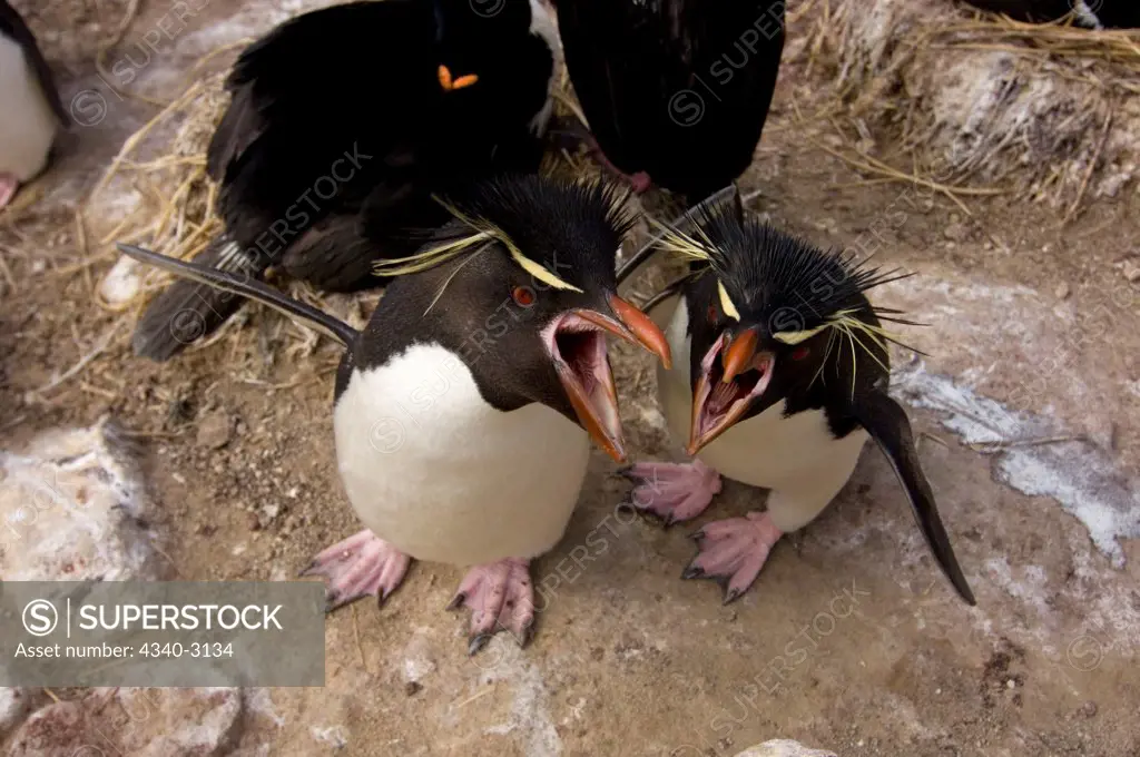 Falkland Islands, New Island, Macaroni penguins (Eudyptes chrysolophus), pair of calling adults