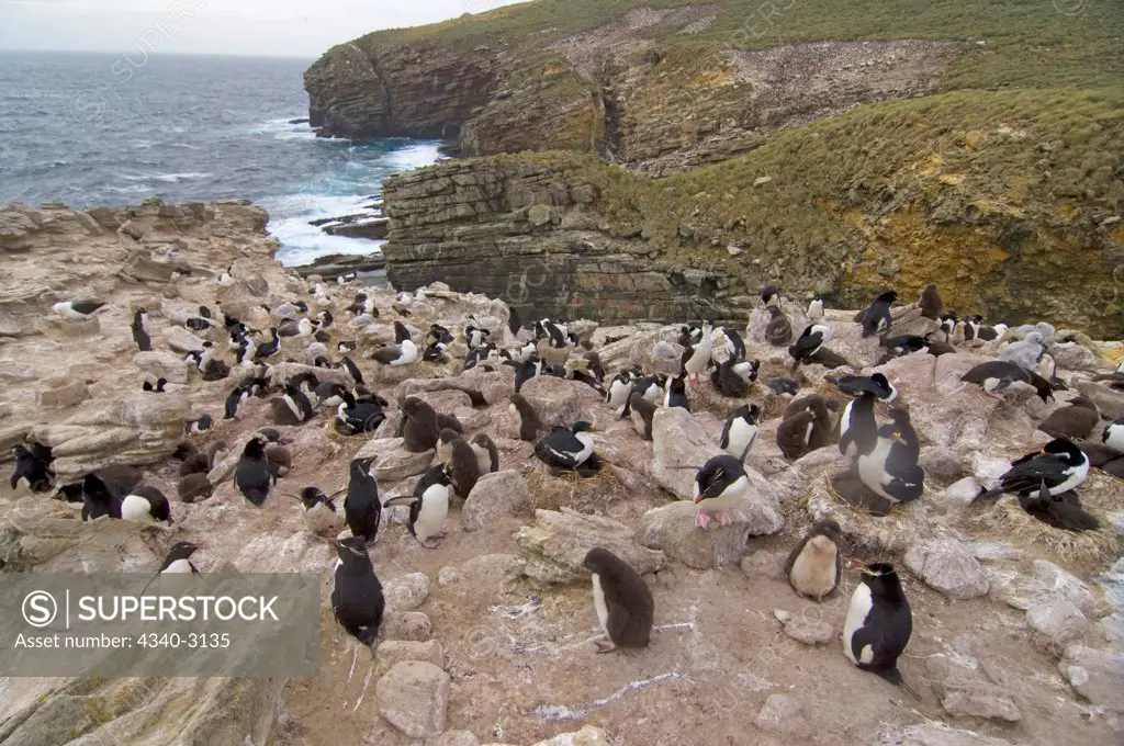Falkland Islands, New Island, Macaroni penguins (Eudyptes chrysolophus), black-browed albatross (Diomedea melanophris), and cormorants (Phalacrocorax atriceps), or blue-eyed shag, sharing colony